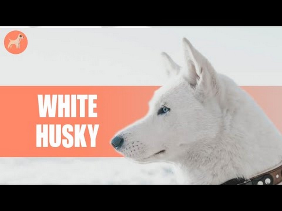 Les Huskies blancs sont ils rares Découvrez la beauté insaisissable