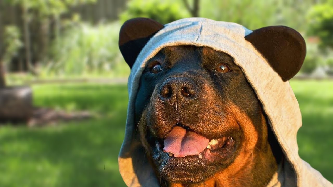 Pourquoi Les Rottweilers Sont Souvent Consid R S Comme Des Chiens Goofy