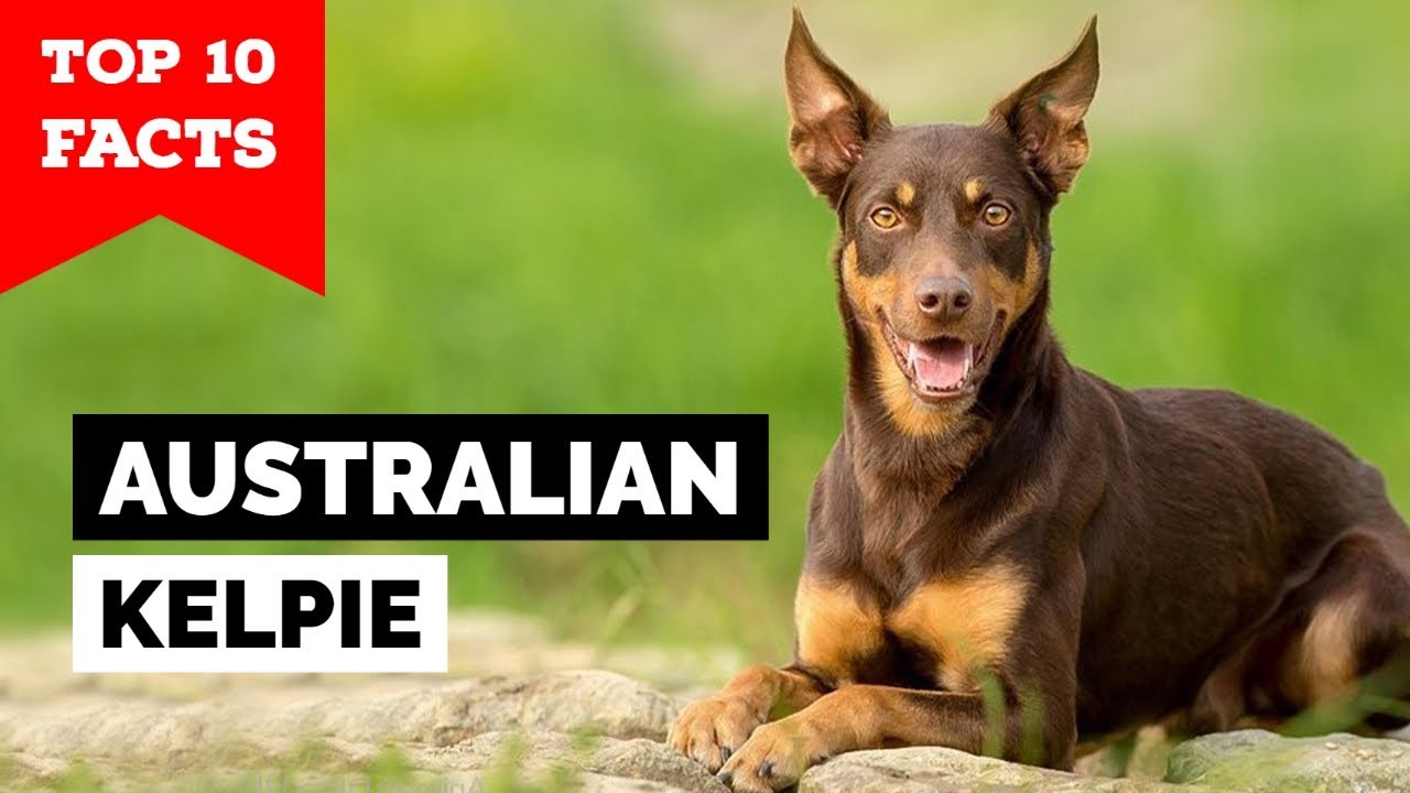 Do Australian Kelpies Shed A Lot Everything You Need To Know