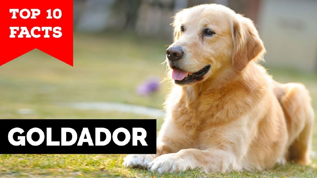 Cuánto cuesta un cachorro de Goldador Guía completa de precios de los