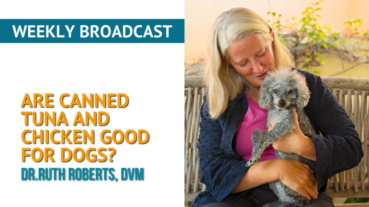 Is het veilig om je hond kip in blik te voeren?