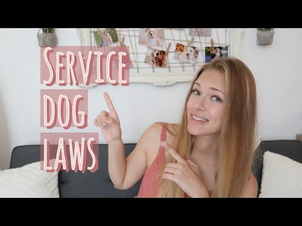 ¿cuánto Tiempo Pueden Trabajar Los Perros De Servicio La Vida útil De Los Perros De Servicioemk 4706