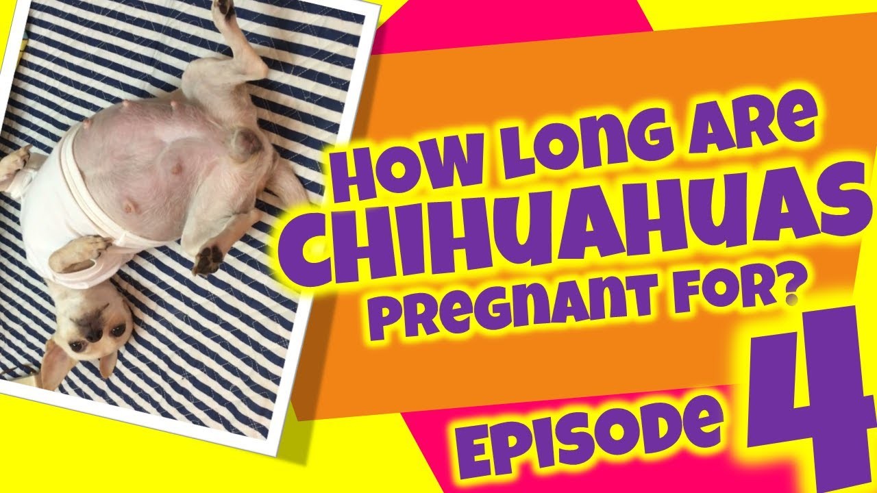 ¿Cuánto dura el embarazo de un chihuahua? ¿Cuánto dura el embarazo de un chihuahua?