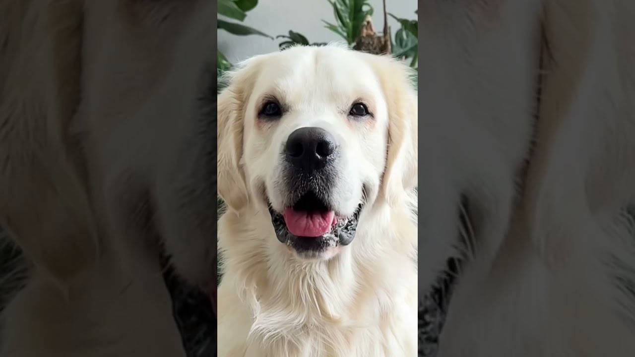 Can ice cubes be dangerous for dogs?