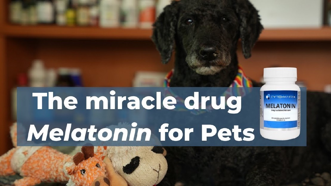 Can Melatonin Help Dogs with Fireworks Anxiety?