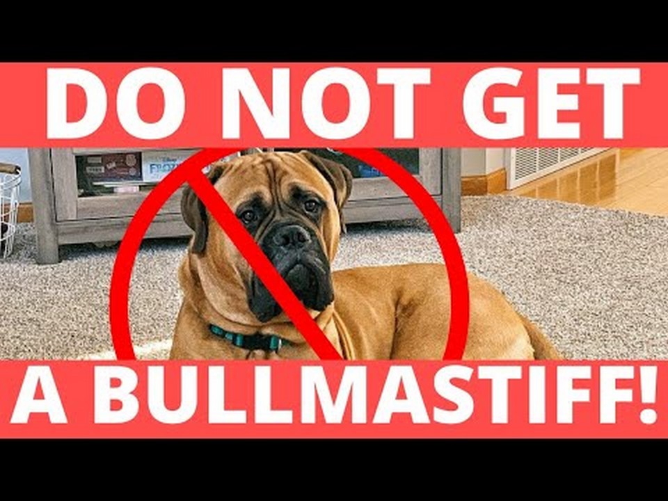 size-matters-exploring-the-dimensions-of-a-full-grown-bull-mastiff