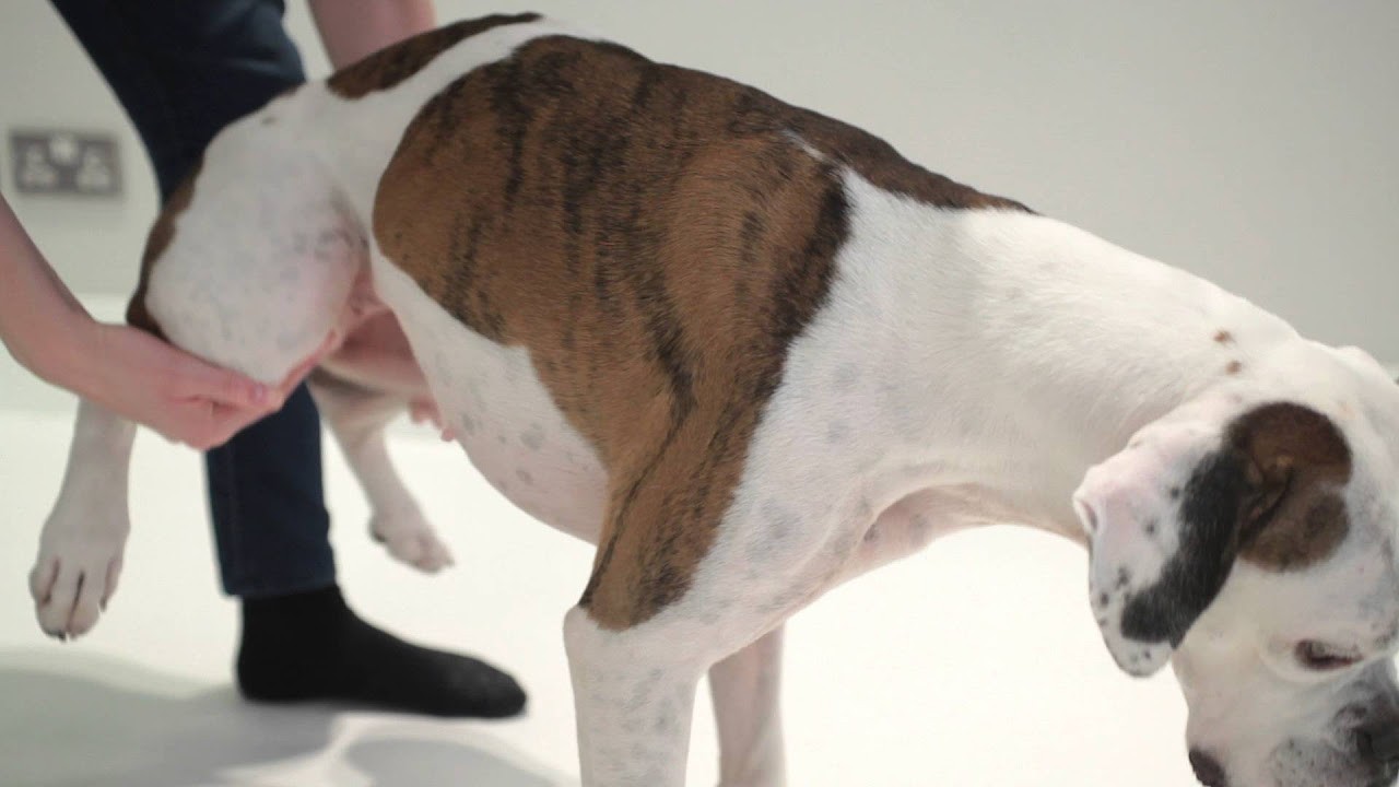 How to safely remove a bone stuck in your dog's throat