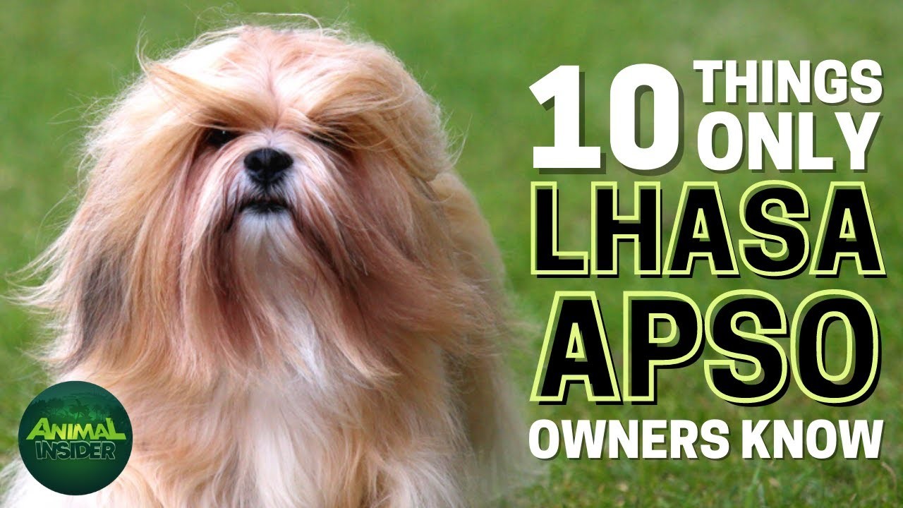 Are Lhasa Apsos Hypoallergenic Dogs?