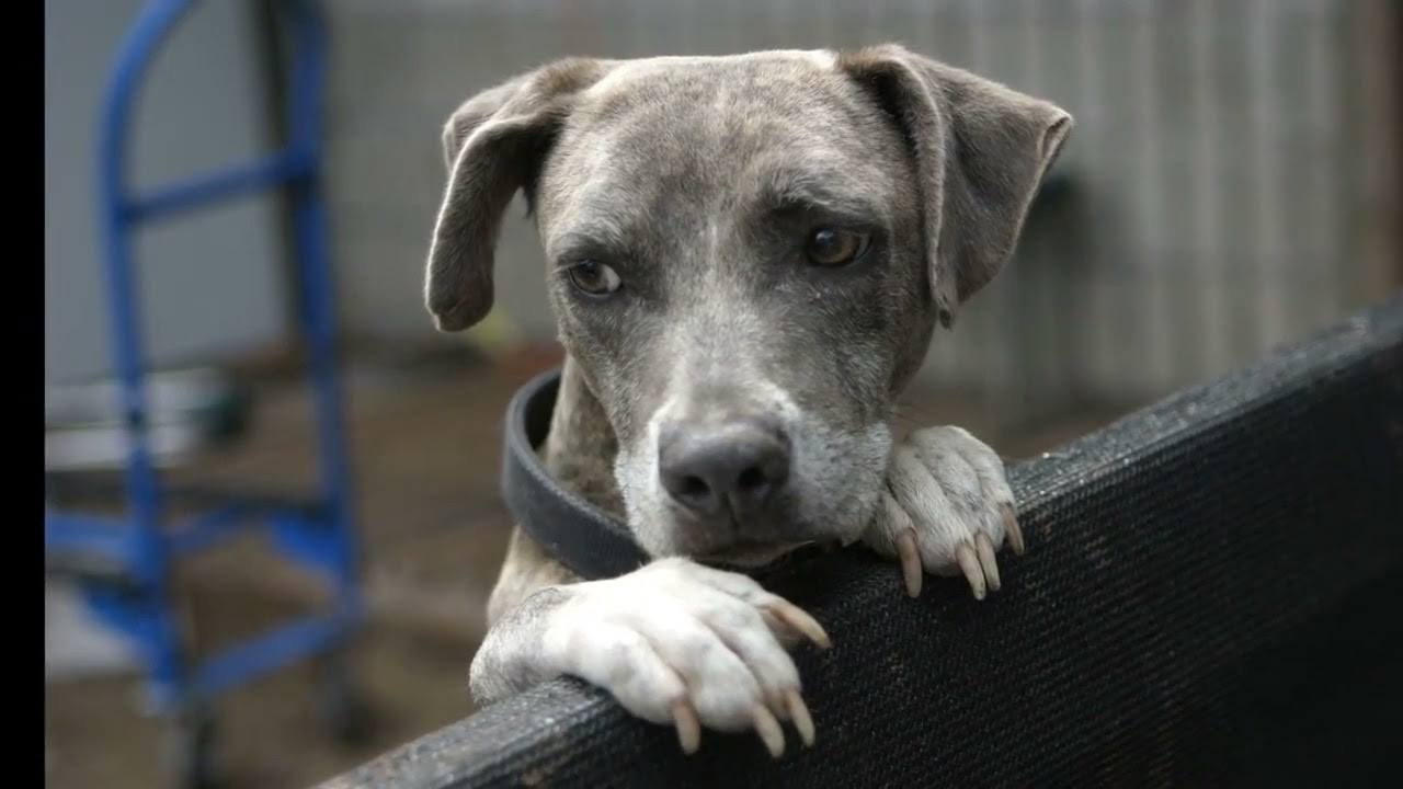 Do dogs comprehend the loss of a fellow canine?