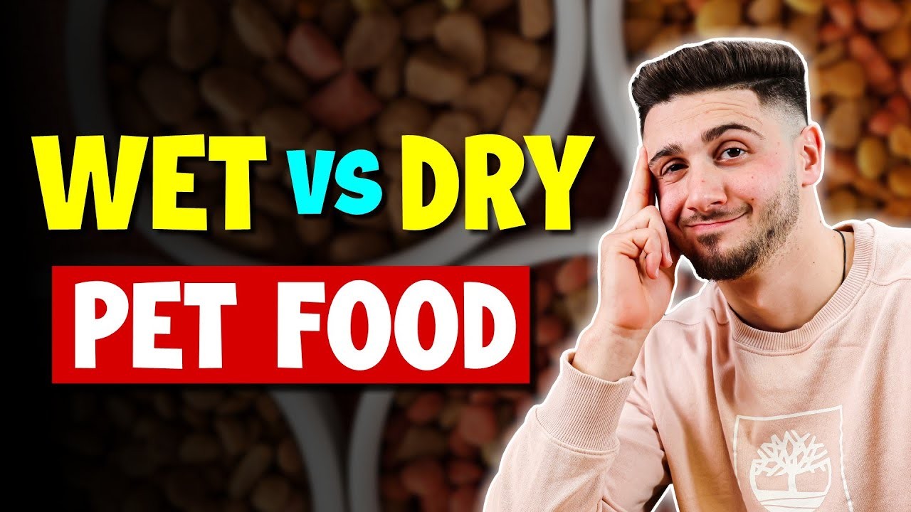 Should I Wet Dry Dog Food? Pros and Cons of Moistening Kibble