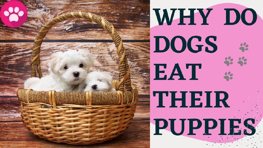Understanding Canine Behavior Do Female Dogs Eat Their Puppies?