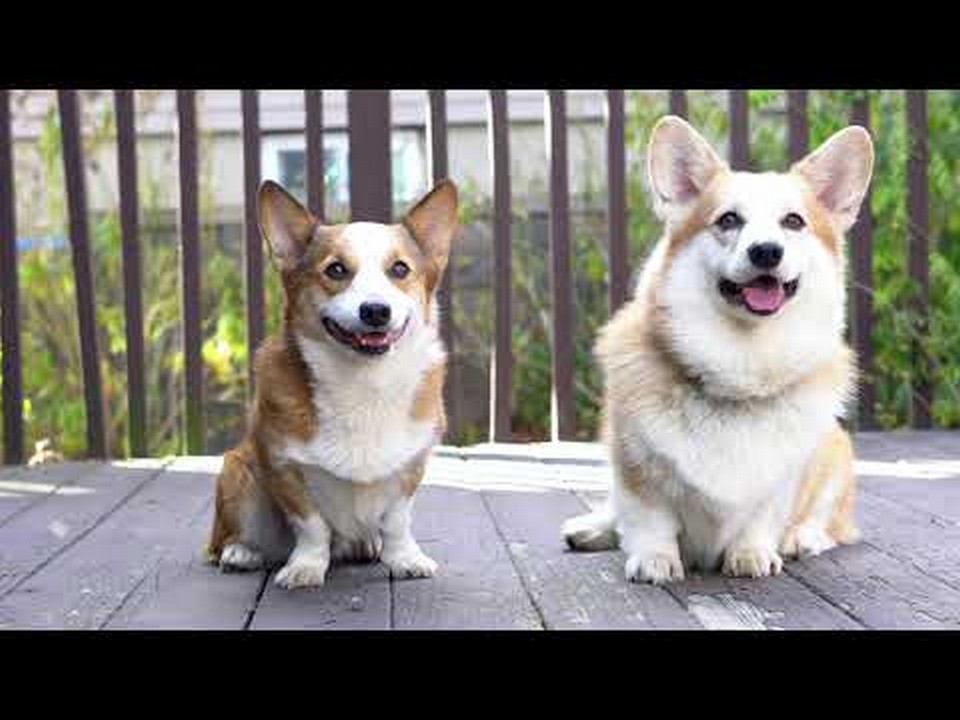 Understanding the Distinction Responsible Breeders vs Puppy Mills