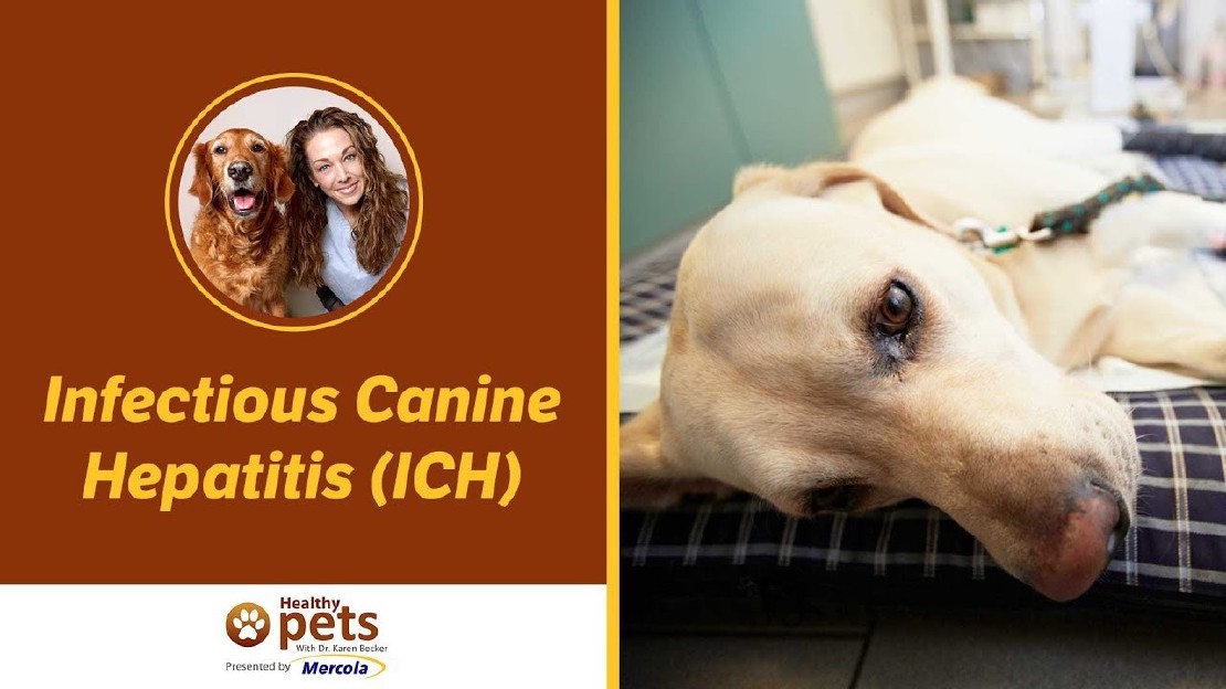 Causes and Transmission of Canine Hepatitis: How Dogs Contract the Disease