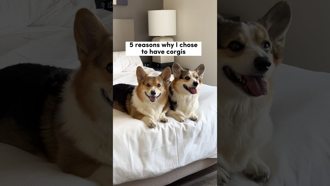 how-much-do-corgi-dogs-cost