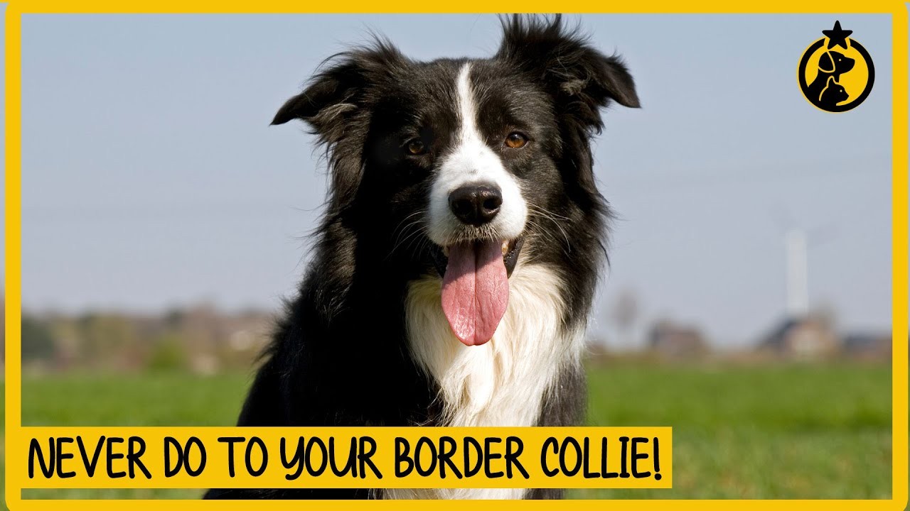 Do Border Collies Have a Strong Odor?