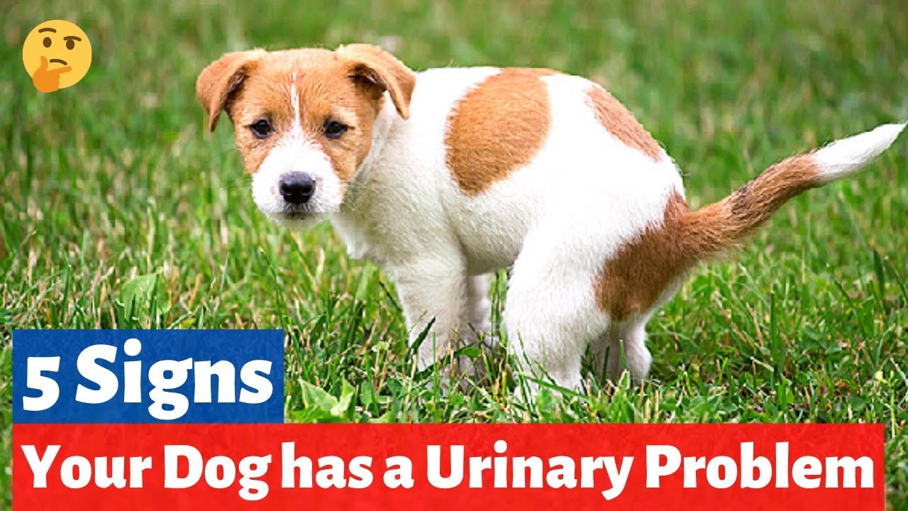 Understanding the Significance of Dilute Dog Urine