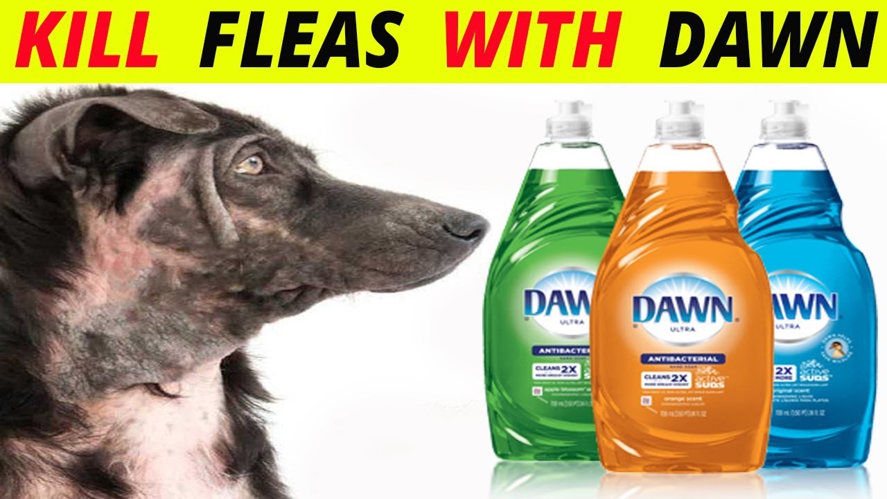 How Much Dawn to Use on Dogs for Fleas?