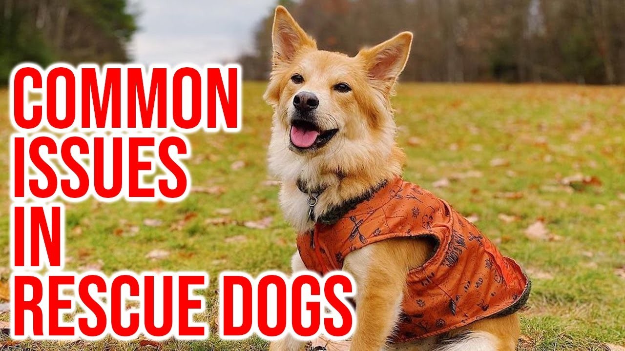 Understanding the Importance of Rescuing a Dog