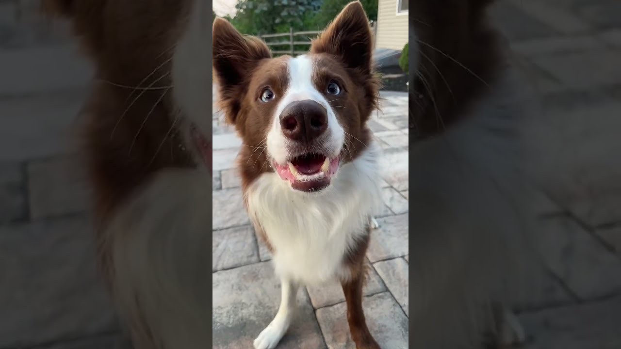 Do Collies Warm Up to Strangers Easily?