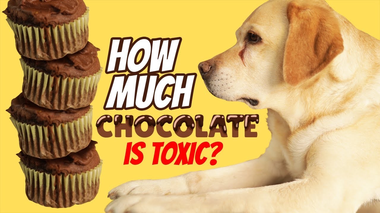 Curated visual reference: Visual Reference: How Much Chocolate Is Unsafe For Dogs