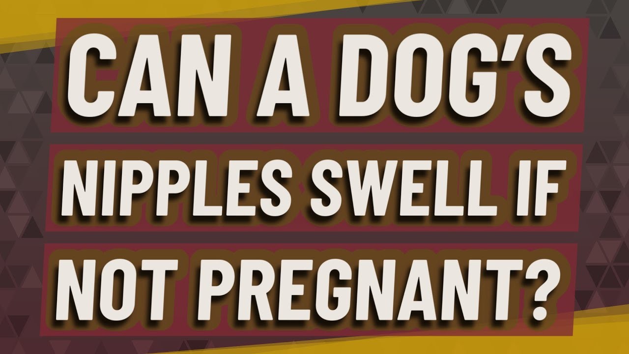 what-causes-a-female-dog-s-nipples-to-turn-black