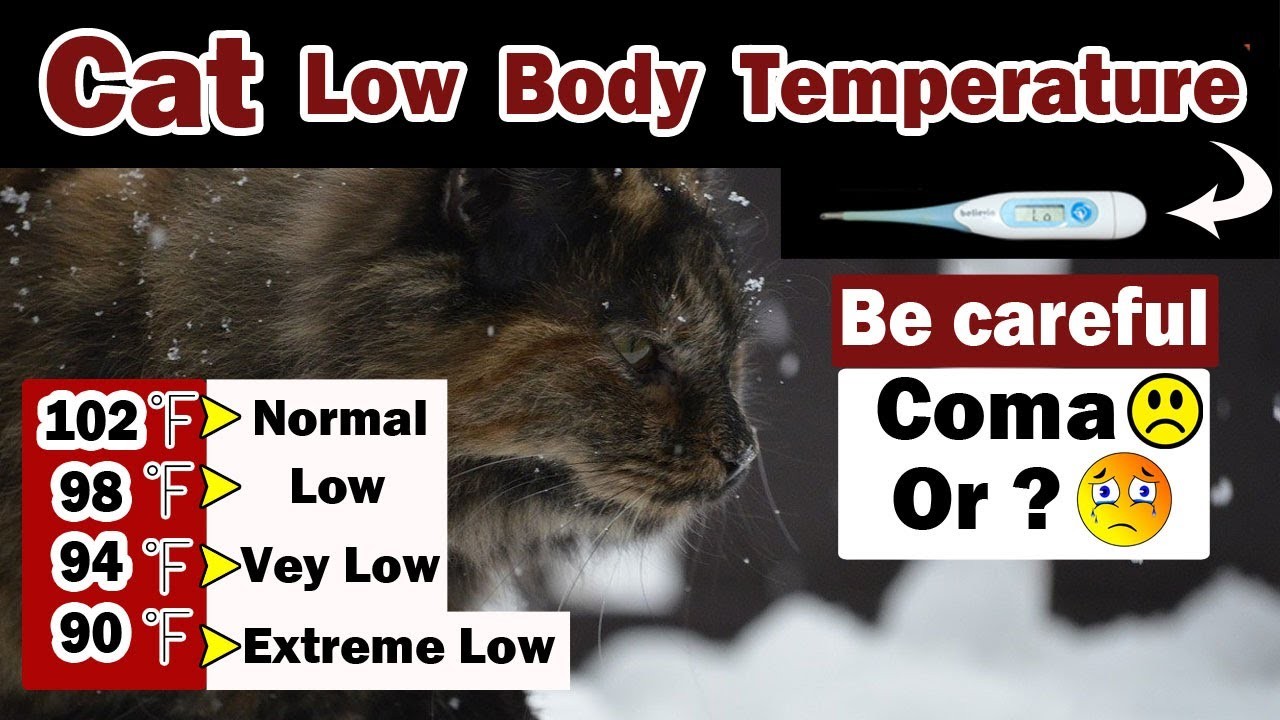 Температура кошки 39 5. Температура тела у кошек в норме.