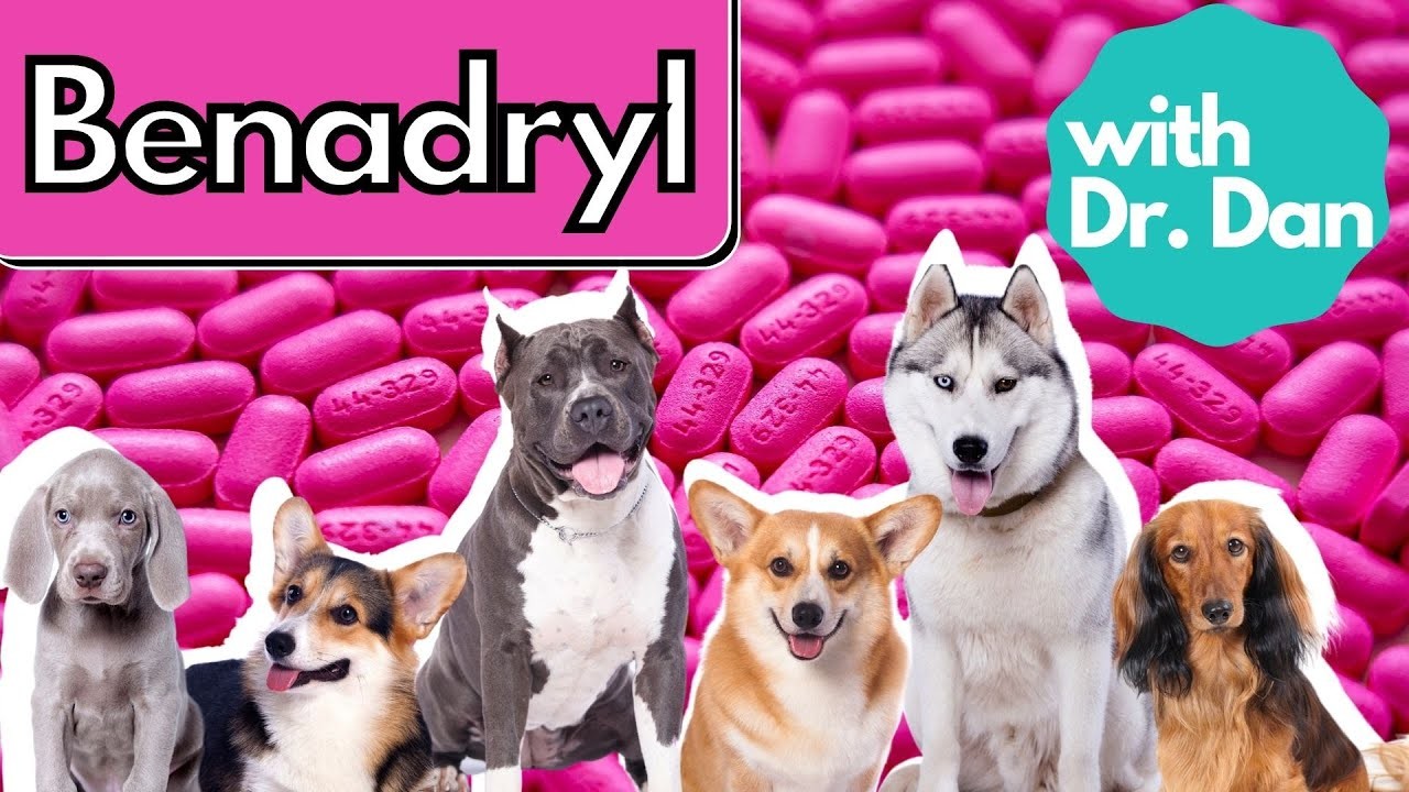 ¿Pueden tomar Benadryl los perros? Guía de dosis y seguridad