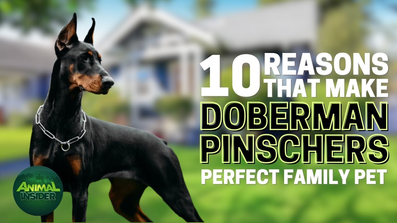 Are Dobermans Good Family Dogs?