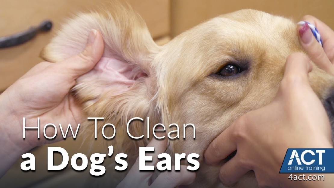 Picture of Do You Need to Clean Your Dog's Ears? Expert Tips and Advice