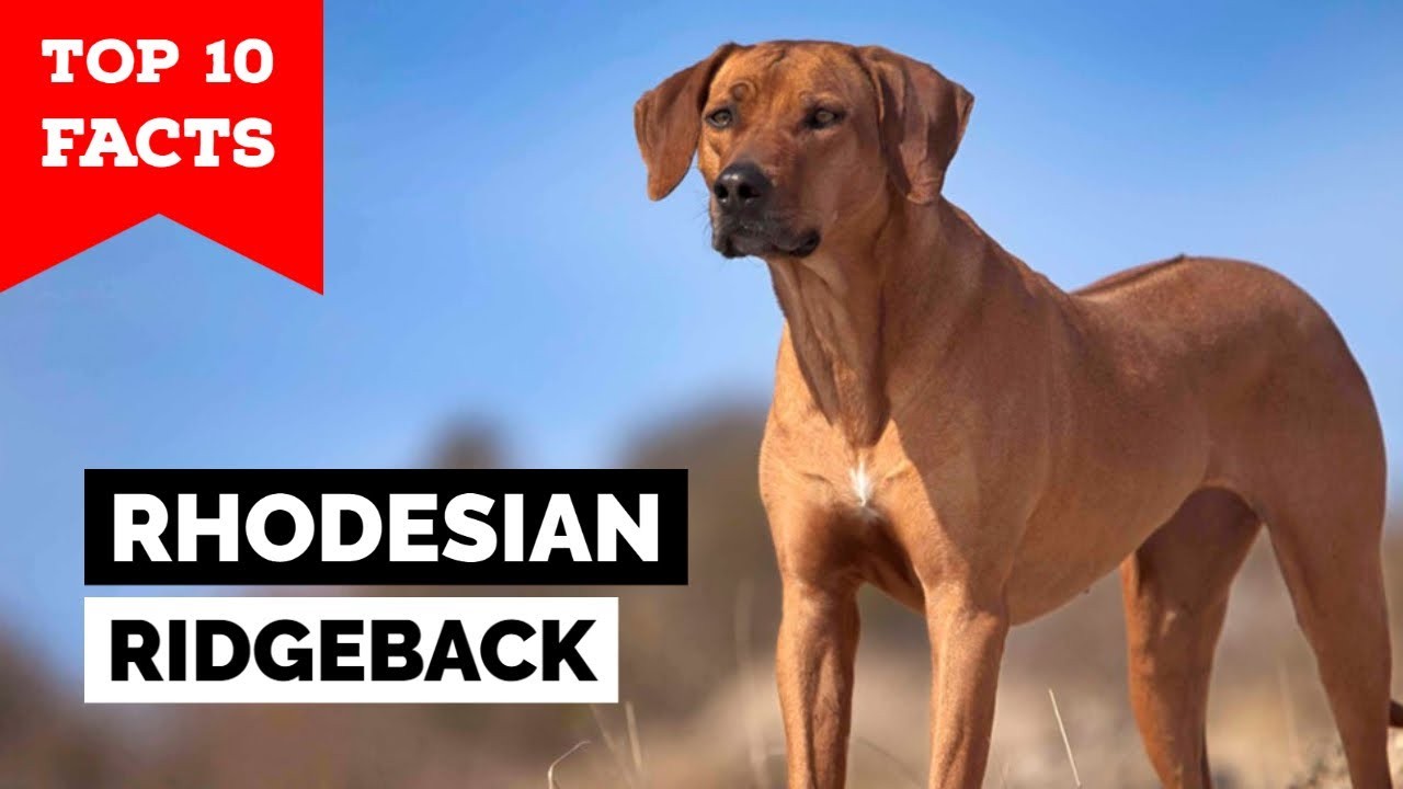 Debunking the Myth: Do Rhodesian Ridgebacks Smell?