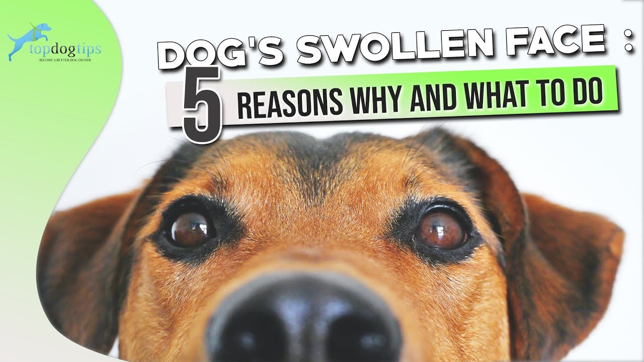 causes-and-treatments-for-swelling-on-the-side-of-a-dog-s-mouth