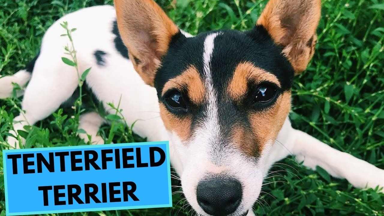 Are Tenterfield Terriers Good with Dogs?