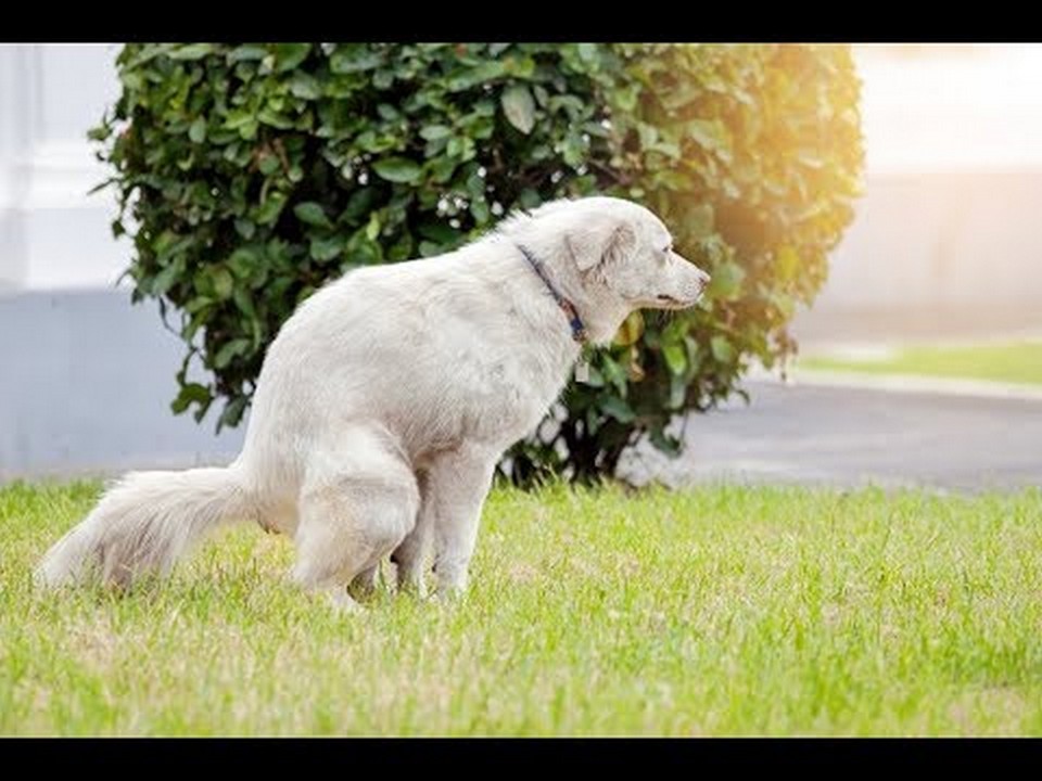 O que fazer se o meu cachorro não conseguir fazer cocó?