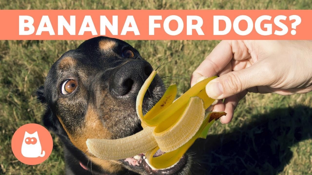 Is It Safe for Puppies to Eat Banana Skin?