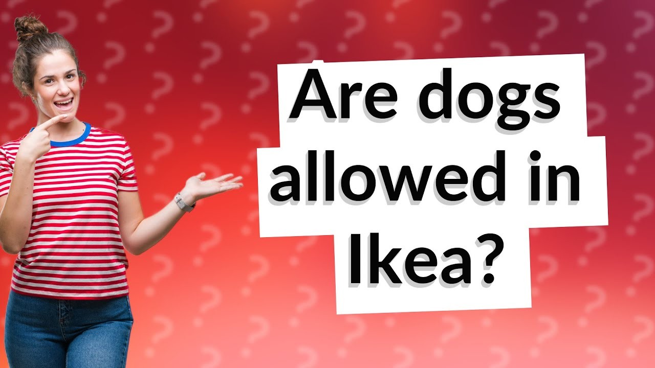 Can You Bring Dogs to IKEA Stores? Find Out Here!