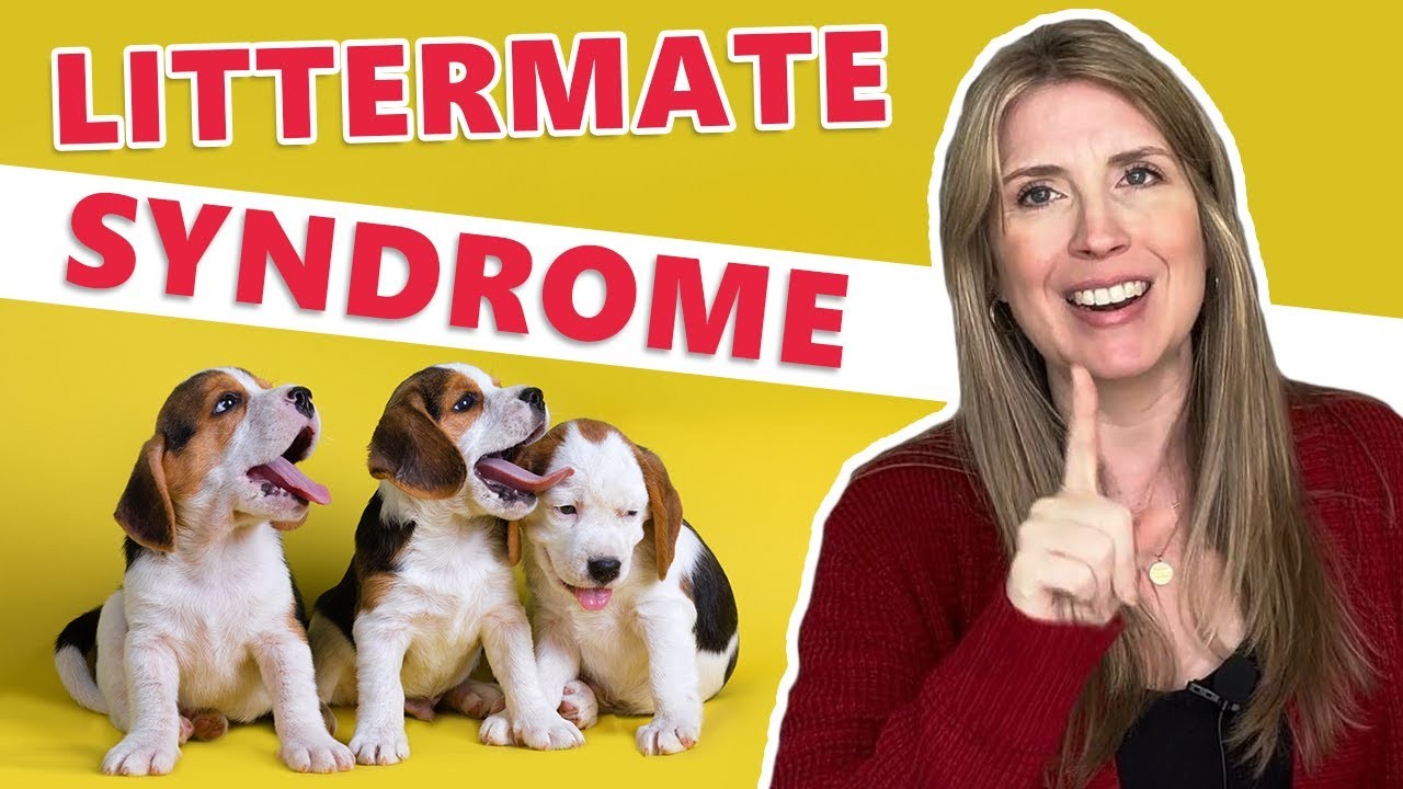 Can Puppies from the Same Litter Have Different DNA?