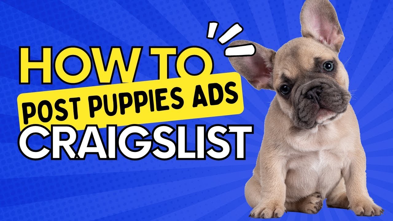 Vender un perro en Craigslist Guía completa