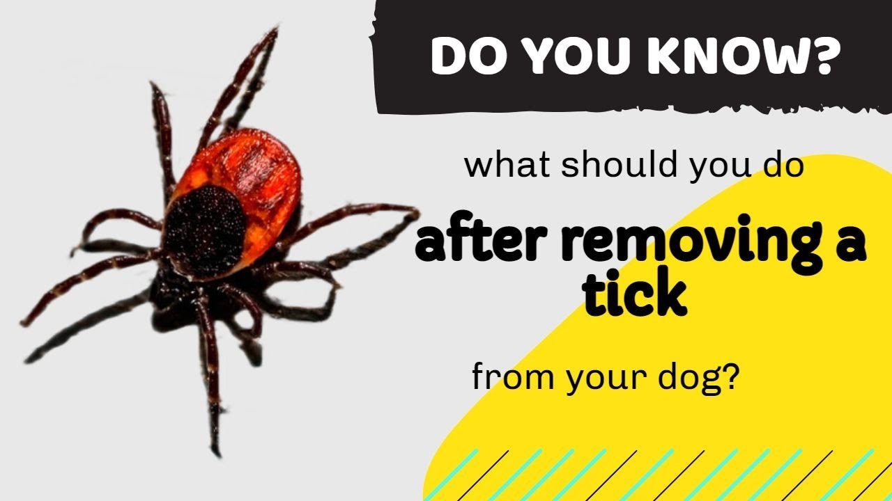 Steps to Take After Removing a Tick from Your Dog