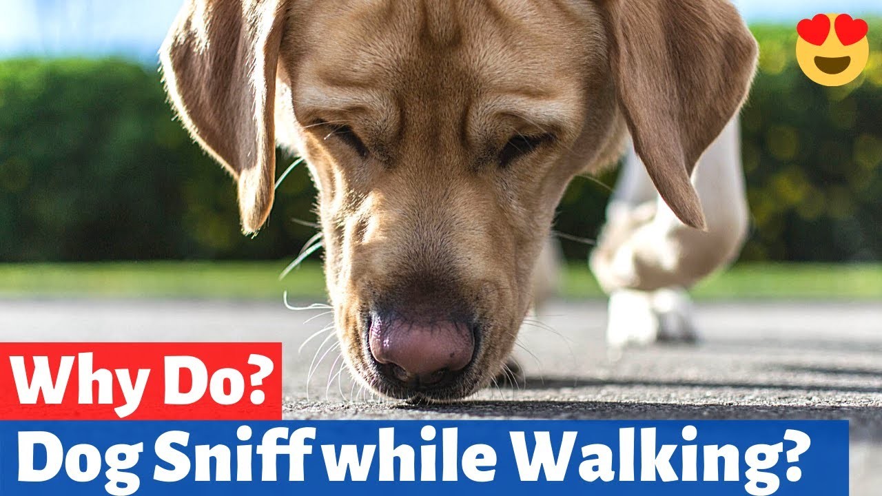 Understanding the Reasons behind Your Dog's Excessive Sniffing