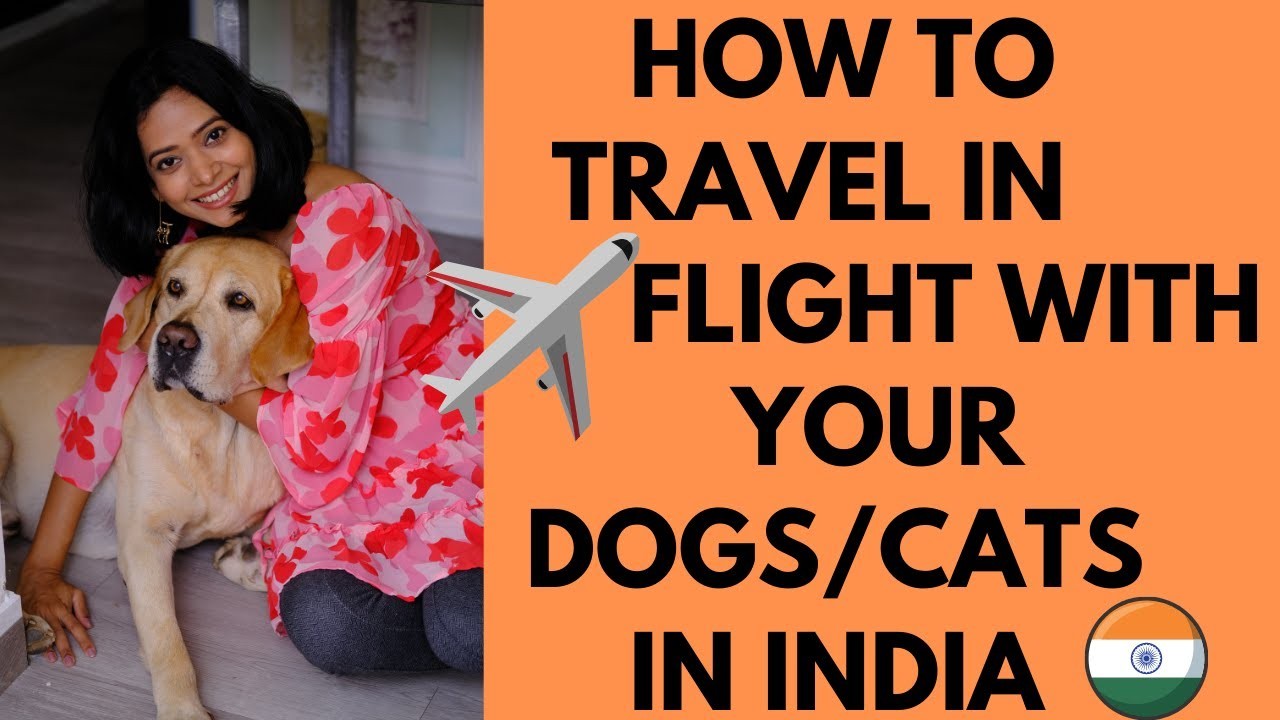 Are Dogs Allowed on Flights in India?