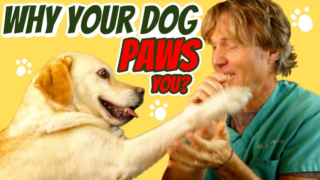 Pourquoi mon chien posetil toujours sa patte sur moi