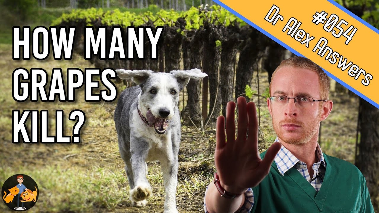 Curated visual reference: Picture Idea: Can Grapes Be Harmful To Dogs