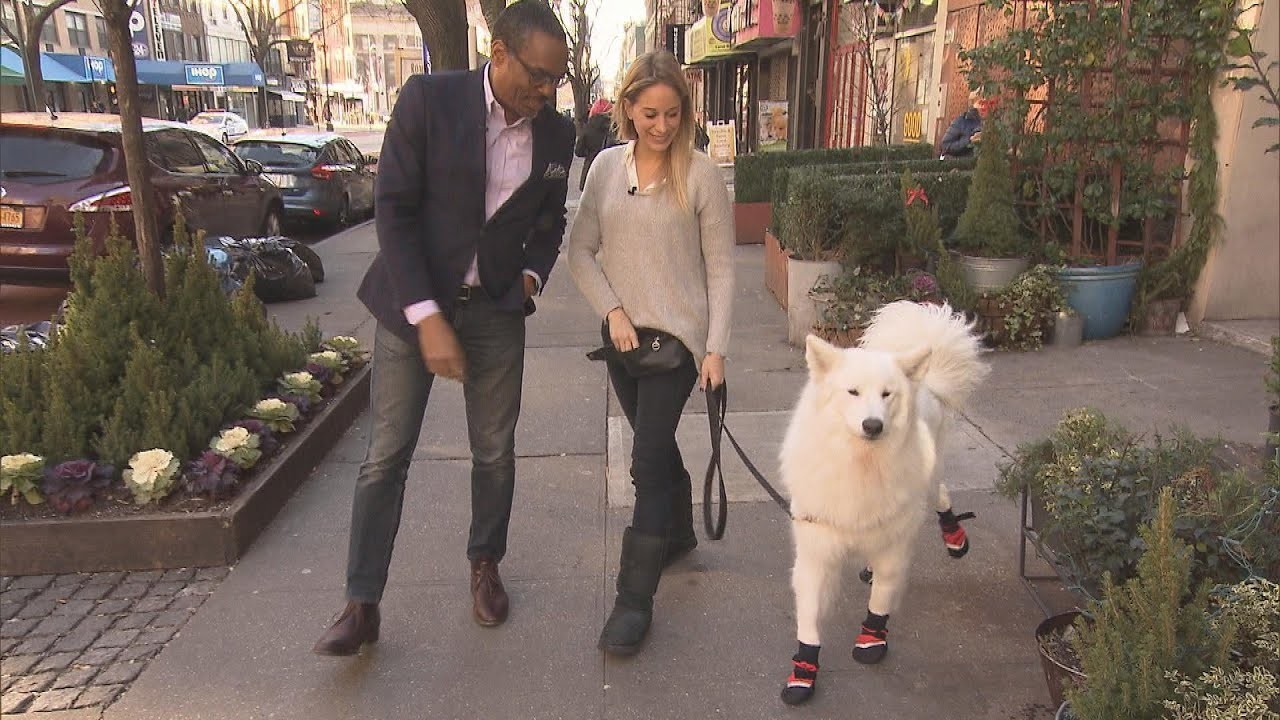 Les bottes sontelles bénéfiques pour les chiens