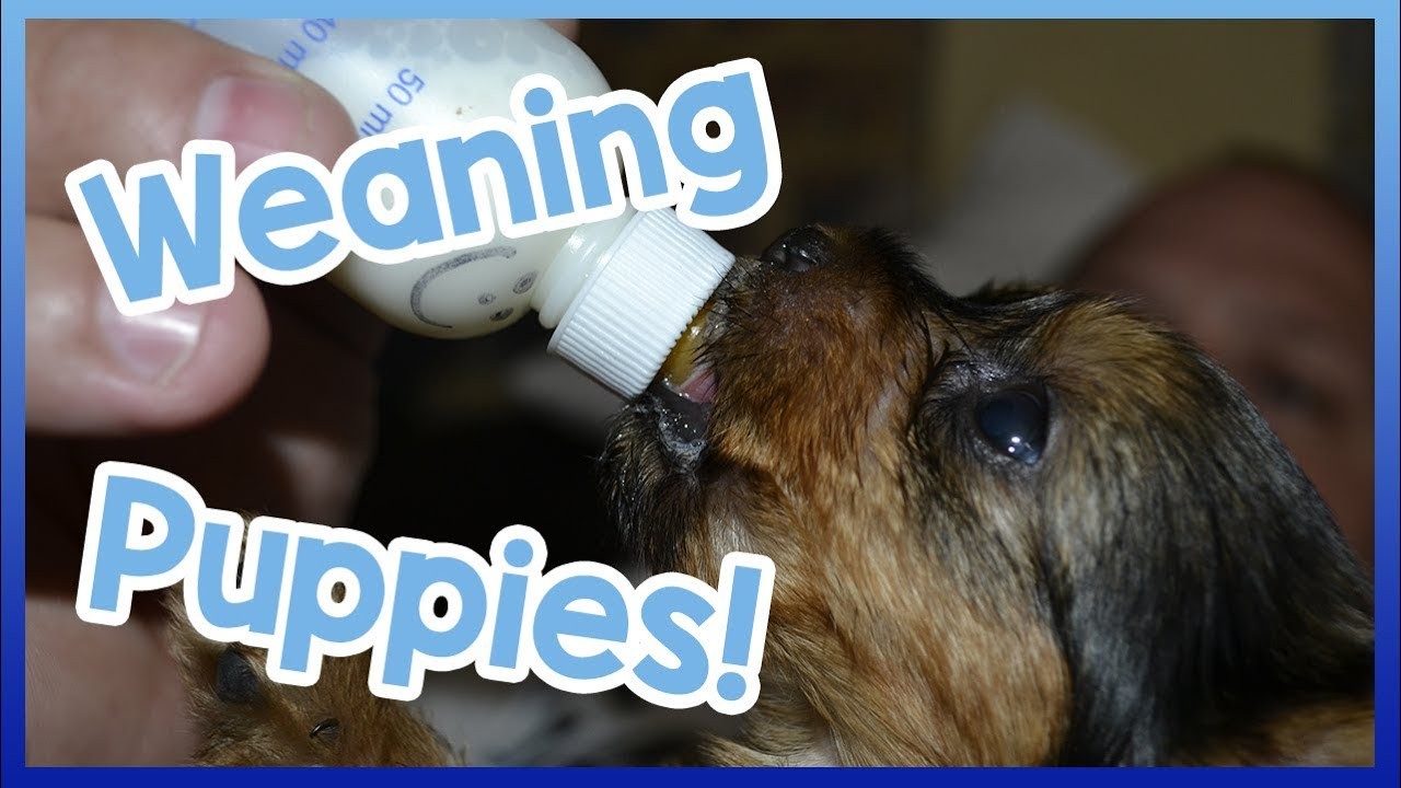 when-is-the-appropriate-time-to-give-puppies-away