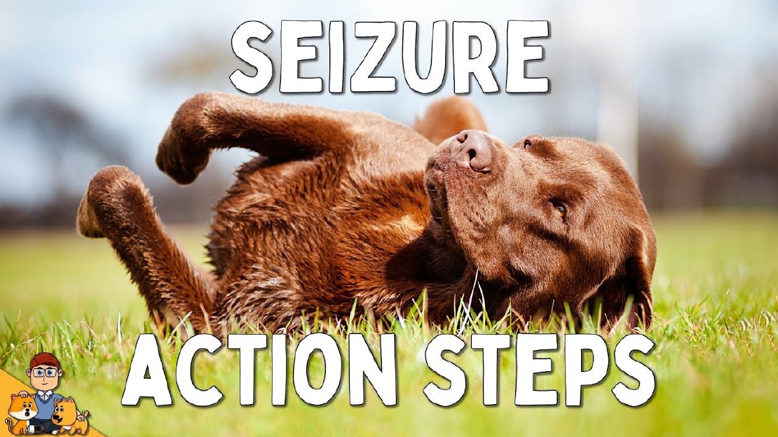 Reconnaître les signes Mon chien vientil de faire une crise