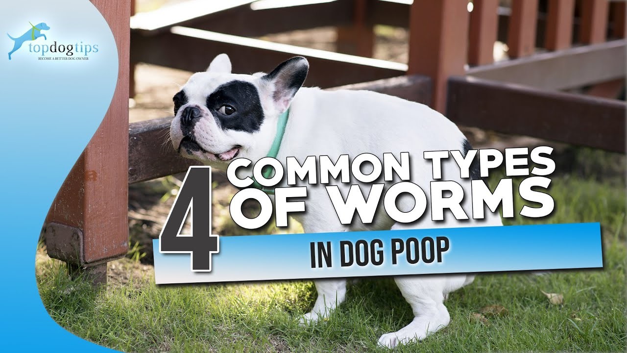 can-worms-in-dogs-poop-spread