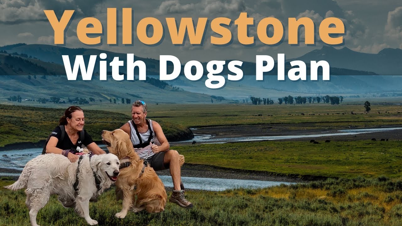 Les chiens sontils autorisés sur les sentiers de Yellowstone