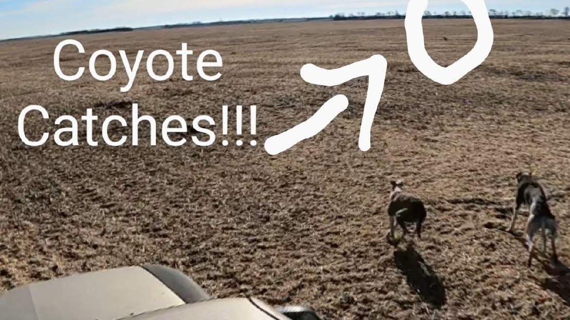 Can a Greyhound Outrun and Defeat a Coyote?