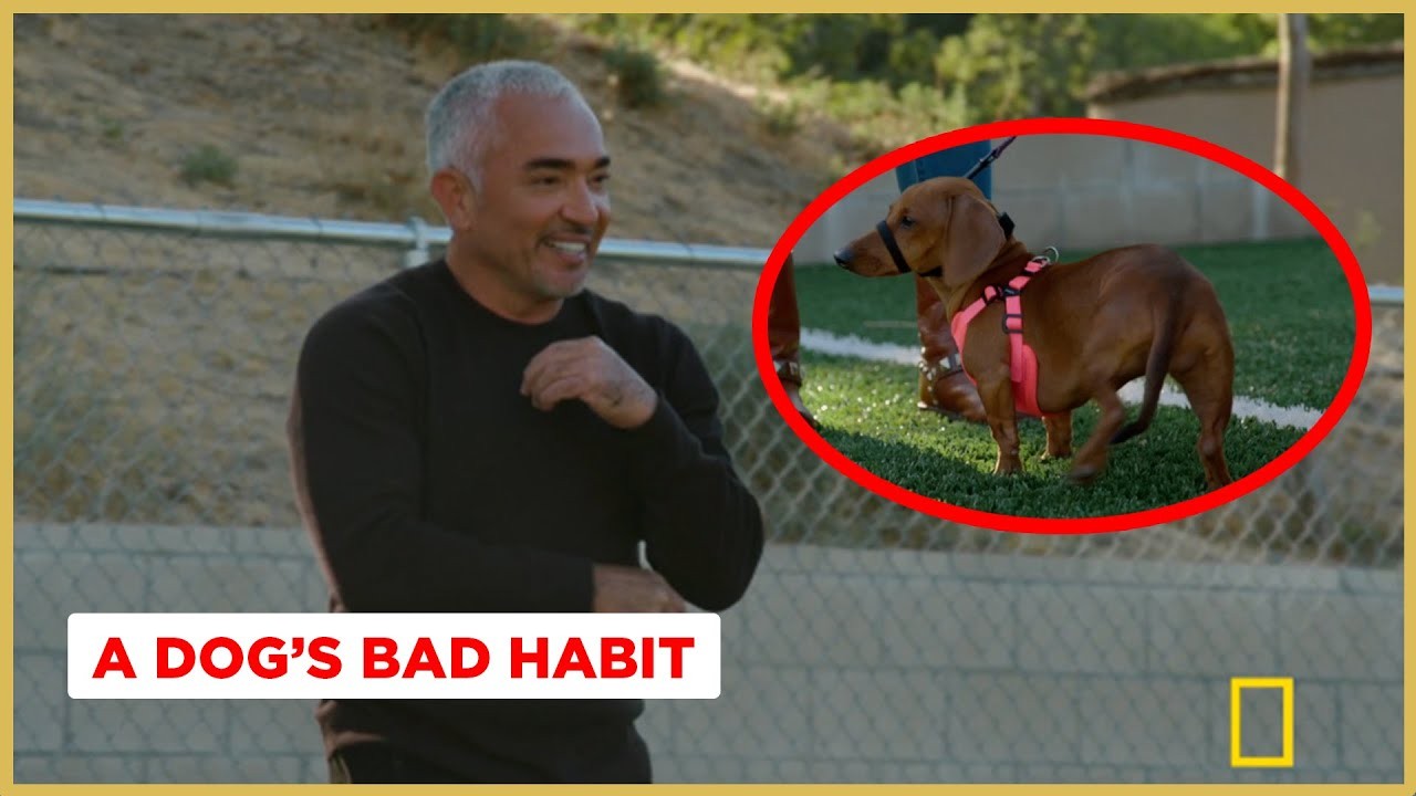 Why Do Dogs Pick Up Stones? Understanding This Common Behavior