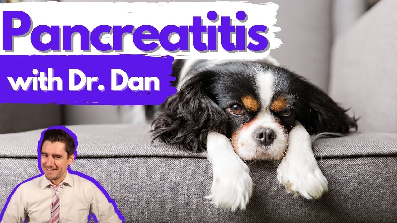 Understanding The Duration Of Pancreatitis In Dogs A Comprehensive Guide